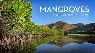 Mangroves: The Skin of Our Coasts