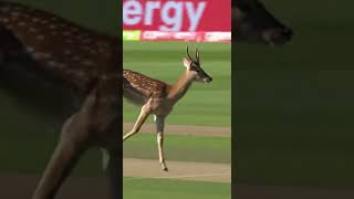 DEER ON THE PITCH! 🦌 Rare Match Interruption | India vs New Zealand | Viral Cricket Moments