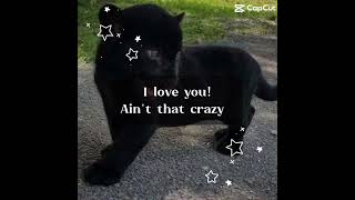 Favorite animal?!?❤️#fypシ #panther #favouriteanimal