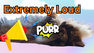 Echo's Loudest and Cutest PURR: Your Ticket to Blissful Relaxation! 😻🎶