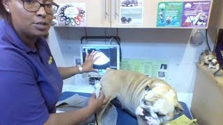 Información Ins and Outs of Ultrasound Scanning for Pet Pregnancy (facebook live) Actualización