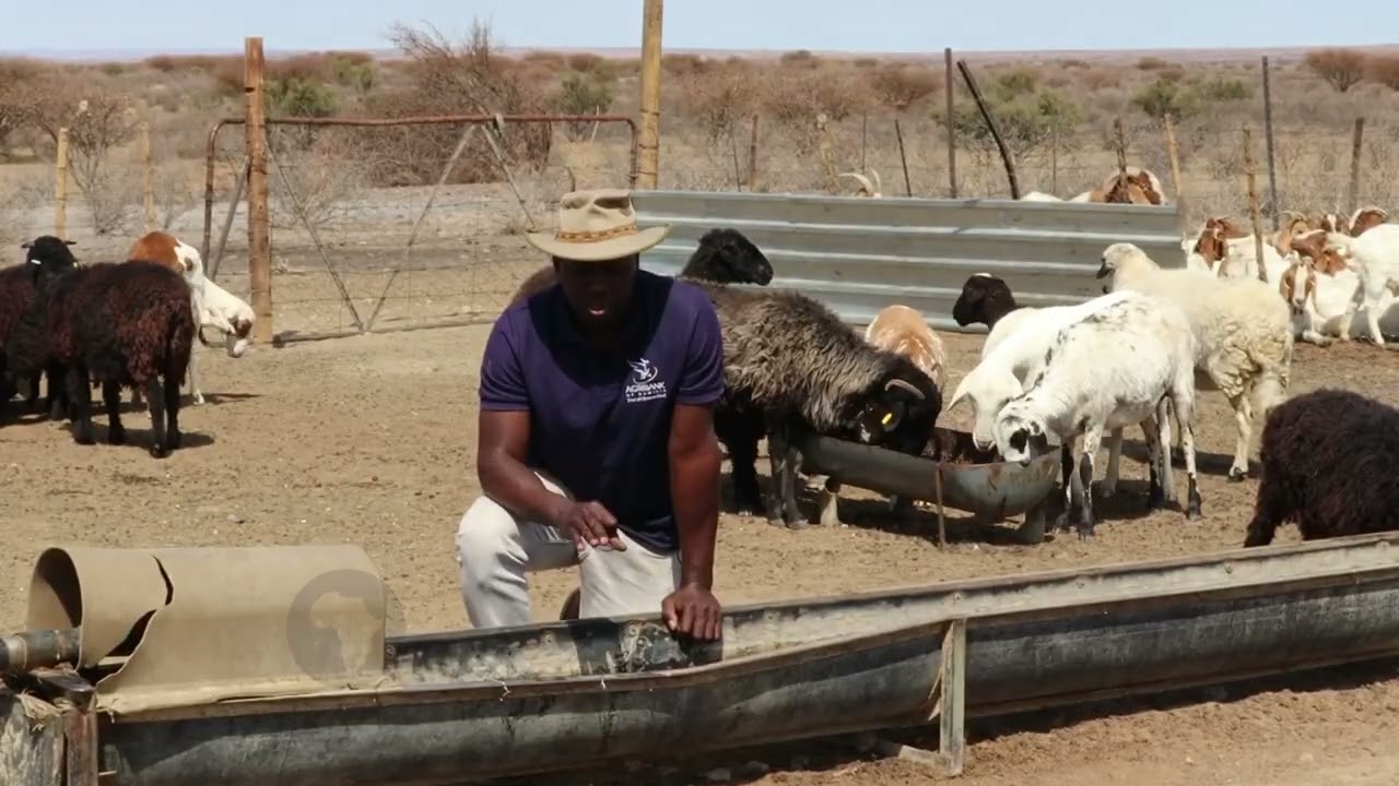 Cactus plant good for animal nutrition