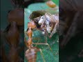 Wild Weaver Ants Hunting (Part 2)