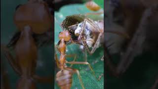 Wild Weaver Ants Hunting (Part 2)