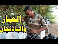 تحميل الخيار باذنجان ومعلومات مهمة عن الزراعة تحميل الخيار باذنجان ومعلومات مهمة عن الزراعة