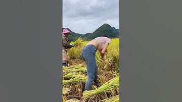 mùa cắt lúa vùng tây bắc #omletarcade