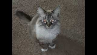 Plymouth Commons Pets | Apartments In Plymouth MN