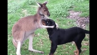 Dog vs Kangaroo Videos - Buff Kangaroo vs Dog - Kangaroo Fights Man - Kangaroo Boxing Human