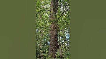 Two squirrels playing in the forest #cute #funny #nature #animals #wildlife