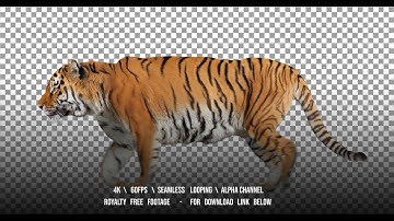 Tiger running trot. Animal isolated for your background. Alpha channel is included.
