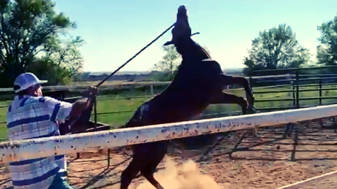 A TYPICAL DAY ON THE FARM WHY IS MY COW CRYING YouTube