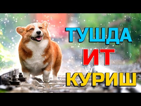 Туш табири - Тушда Ит куриш