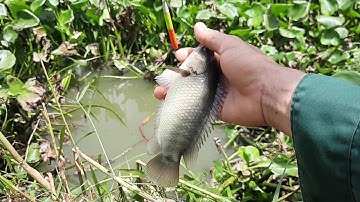 Câu Cá Rô Đồng. Chúng Ngày Bầy Cá Mập Ú Dưới Lục Bình. Quá phê..