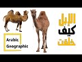 الجمل سفينة الصحراء الحيوانات والحياة البرية 
