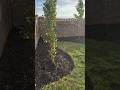 Fixing This Disaster of a Lawn! #lawncare
