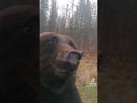 Видео: Борьба с медведями: как держать медведей подальше от вашего сада и двора
