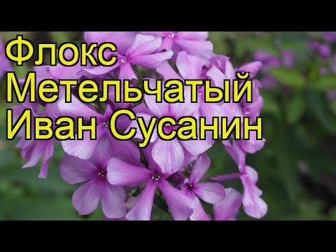 Флокс метельчатый Иван