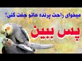 عروس هلندی اصول صحیح جفت زدن عروس هلندی طریقه ی درست جفت زدن عروس هلندی