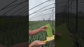 Aloe Vera Gel#Bath Aloe Vera#Beauty Salon Aloe Vera