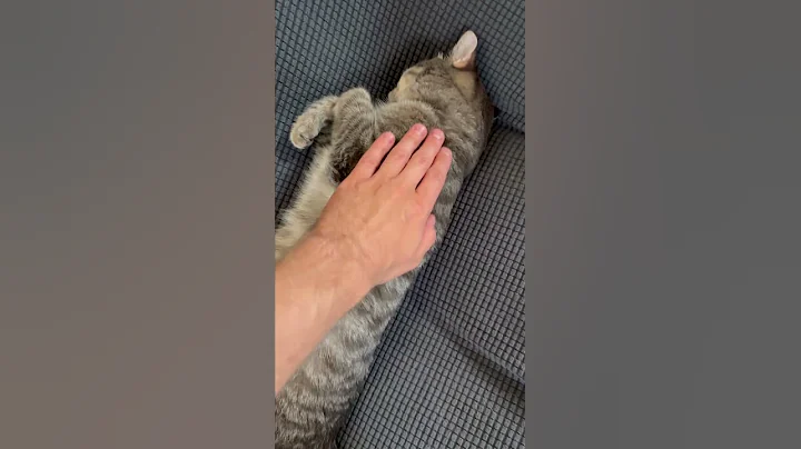 Video 10042641: scottish fold cat sleeping, funny scottish fold cat