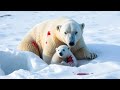 Snowstorm Struggle - Polar Bear Baby Trapped in Snowstorm!