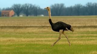 Ostrich on the Loose in Madison County: A Unique Sighting