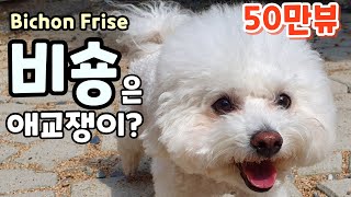 sub) Bichon's character and features