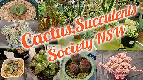 Succulents and cactus society NSW (part 2). Hội triển lãm sen đá,xương rồng NSW phần 2.
