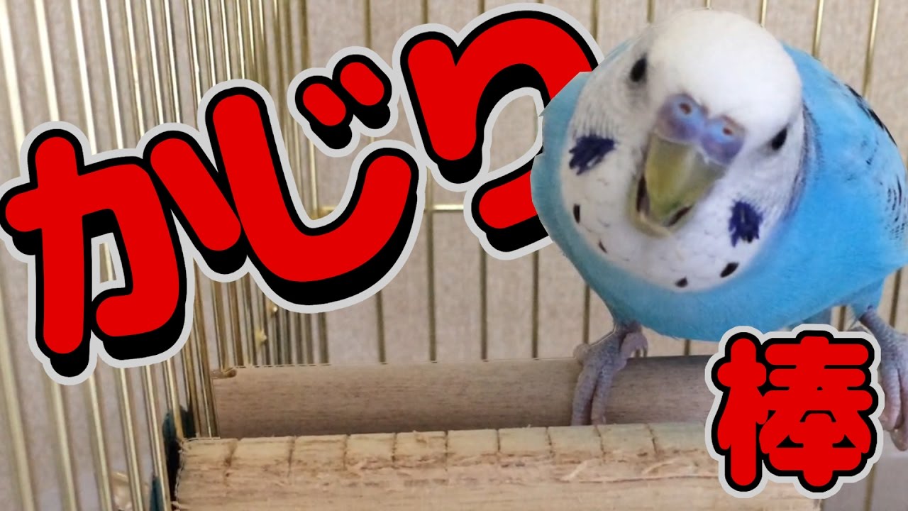 かじり棒の話 セキセイインコ うめ Budgerigar Youtube