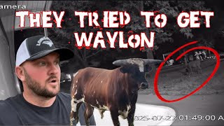 LOCAL THUGS CAME AFTER LONGHORN BULL
