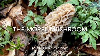 THE MOREL MUSHROOM:  SOUTHERN INDIANA GOLD