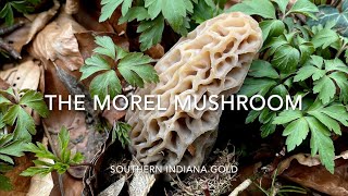 THE MOREL MUSHROOM: SOUTHERN INDIANA GOLD