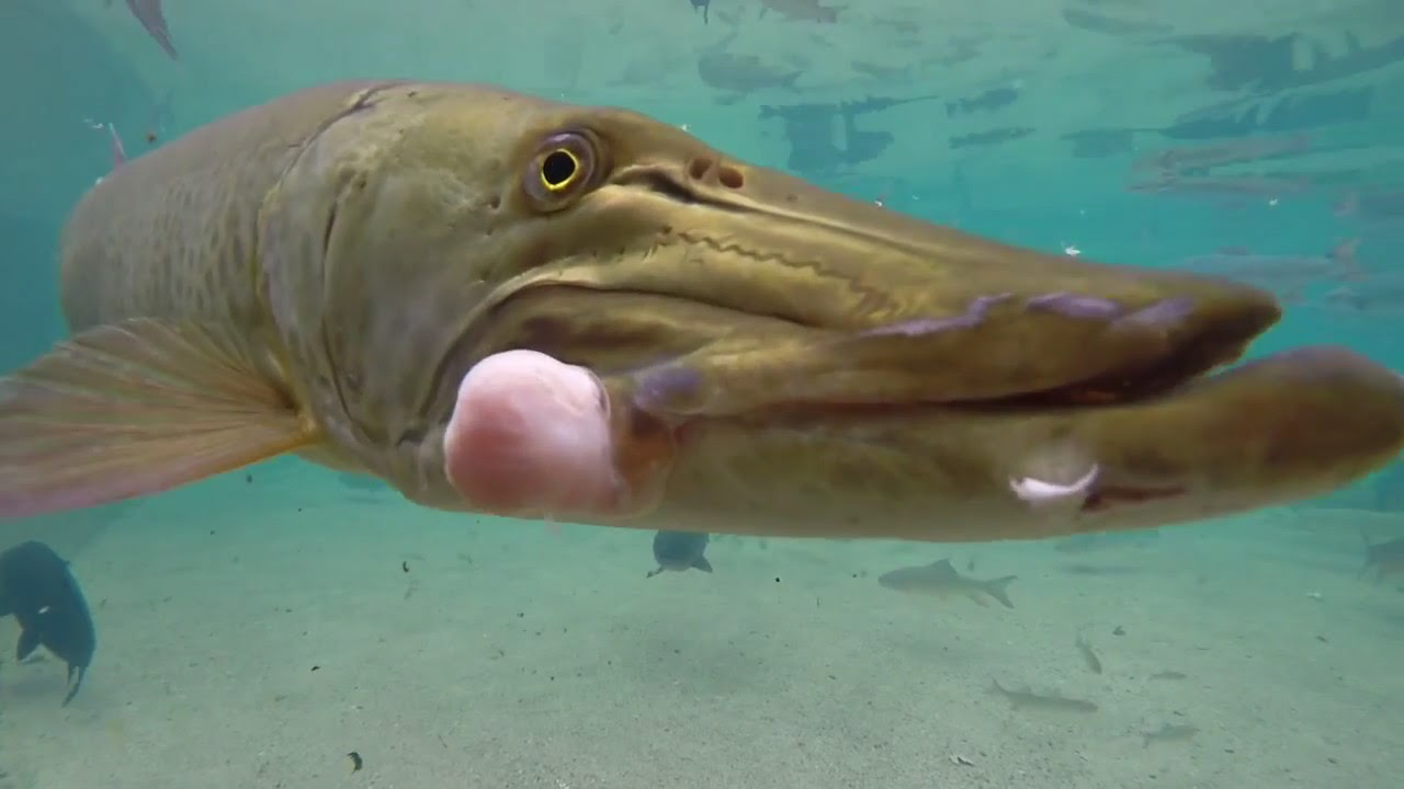 Mn State Fair DNR Fish Pond - YouTube