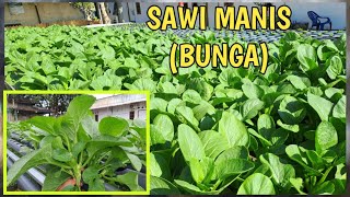Sawi manis (bunga) HIDROPONIK