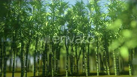 Bamboo Forest | Motion Graphics - Envato elements