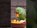 cute parrot👌|#trending #viral #shortvideo #cuteparrot |#itzzmariyam |