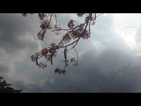 MÙA THU CHẾT