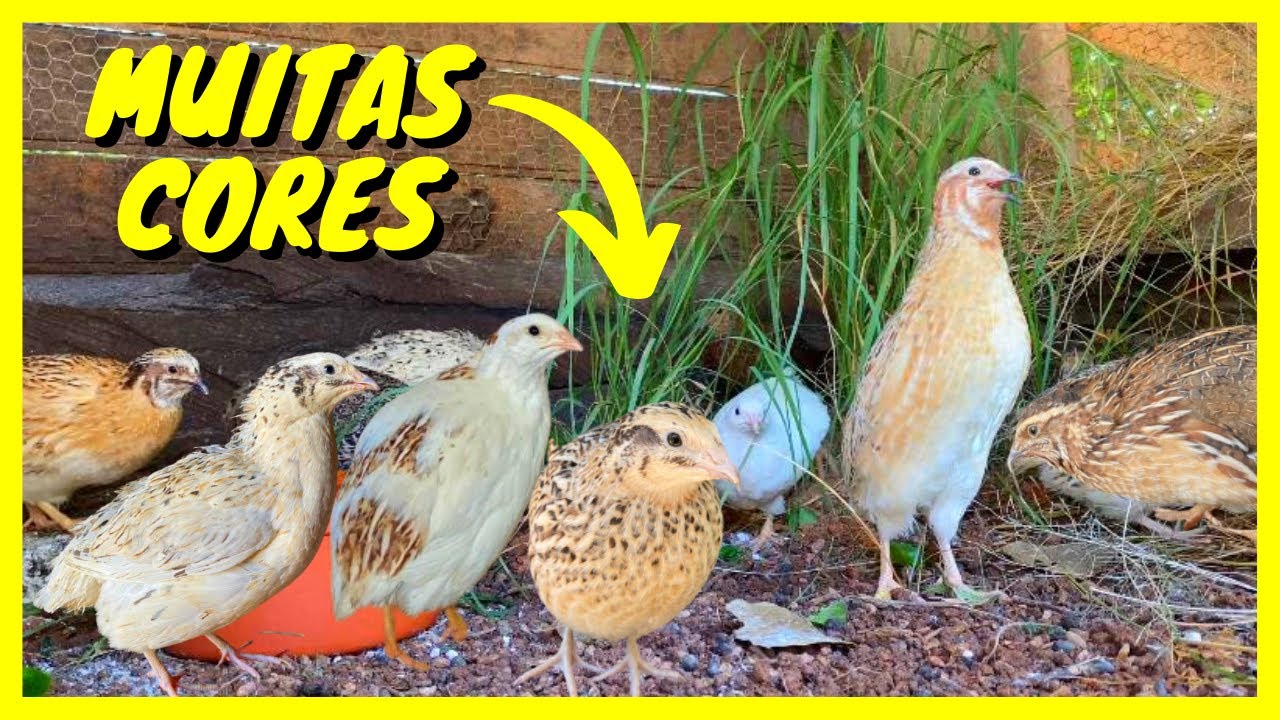 Viveiro de Codornas Gigantes | Gutejando