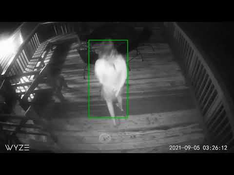 Homeowners terrified after finding 'zombie' woman lurking outside home at night