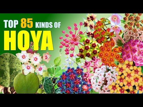 Video: Wachs Hoya