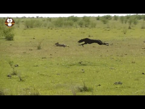 Video: Trah Anjing Yang Akan Akur Dengan Kelinci Anda