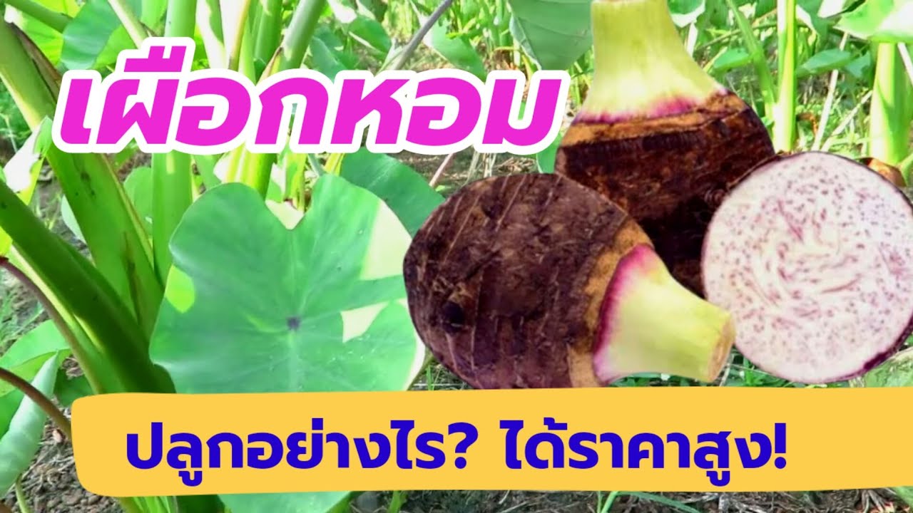 เผือกหอม ปลูกอย่างไีร? ได้ราคาสูง!