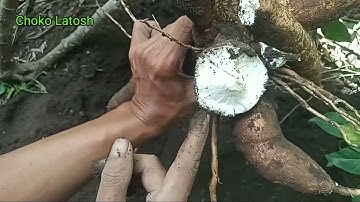 Vlog Panen Singkong Umur Satu Tahun