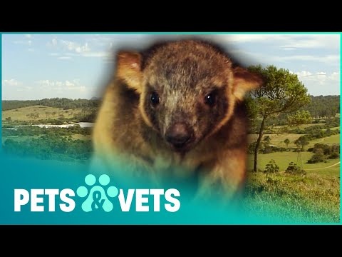 Video: Pet Scoop: Utečenci sa pokúšali stratiť psov s korením, stromovým klokanom dostane mláďa Wallaby