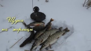 Рыбалка на щуку зимой на жерлицы  видео отчот  Pike fishing winter(Рыбалка на щуку зимой на жерлицы видео отчет., 2015-06-14T15:49:44.000Z)