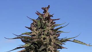 Farmers working on a Hemp Farm in Oregon. Fresh Fall Harvest Grove Group Representative Dan Francis