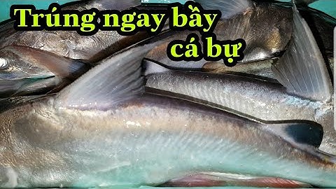 Câu cá ngát _Trúng ngay bầy cá út bự_kéo cần nhìn cũng đã mắt