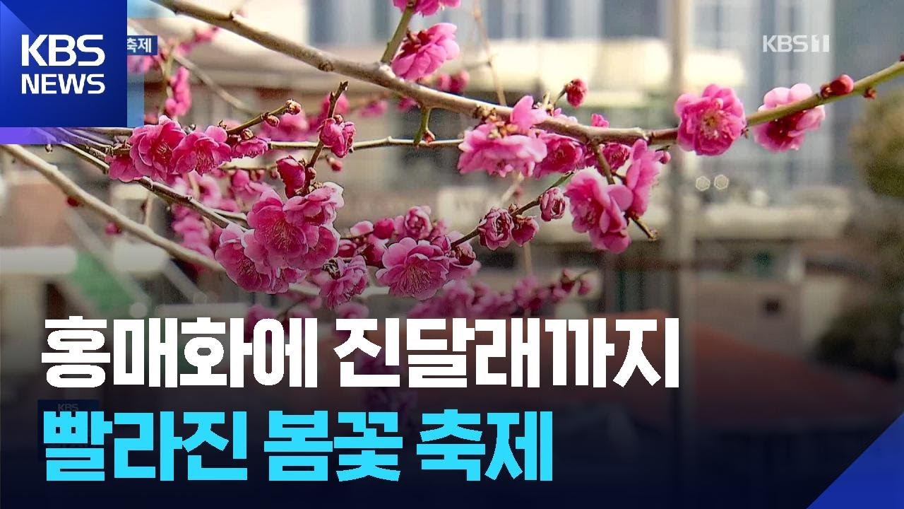붉게 피어난 홍매화…남도의 봄 축제 시작 / KBS  2026.03.07.