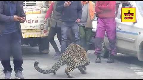 Leopard Seen Playing With People in Himachal’s Tirthan Valley, Video Goes Viral