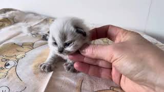 2 weeks old british long hair kitten ( male ) by Elena Smirnova 162 views 1 month ago 54 seconds